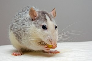 Why do mice squeak? and what to do about it.