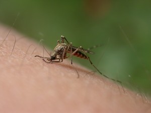 Why do mosquitoes get attracted to me? (and how to avoid it)