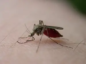 How do mosquitoes find me in the dark?