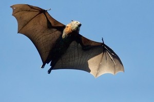 How do bats give birth? and other reproductive info