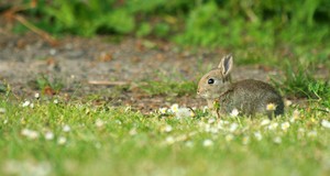 Pest control in gardens or yards against wildlife