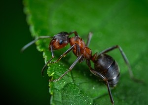 Why do ants have wings? and other flying ant info