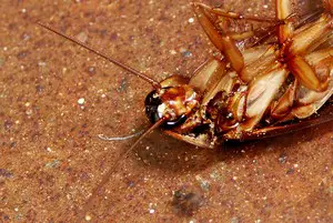 Pest control: Get rid of roaches (a product guide)