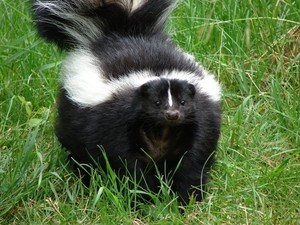 Pest control: How to get rid of skunks (a product guide)