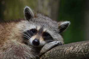 Pest control: How to get rid of raccoons (a product guide)