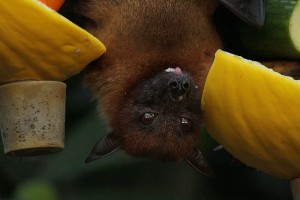 When do bats come out of hibernation?