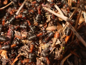 Can ants damage your house? Yes, this is how