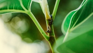 Good things about ants, why you should be kind to them