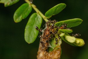 How does teamwork help ants survive?