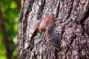 Are bats dangerous to humans? All you need to know
