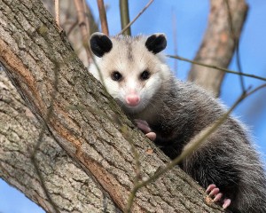 Do possums attack cats? All you need to know