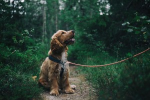 Best non-prescription flea treatment for dogs (small/ medium/large dogs)