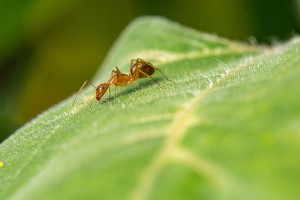 Best natural ant killer: EcoRaider Ant Killer