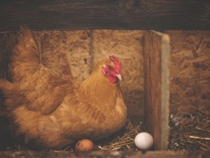 How to get chickens to lay bigger eggs