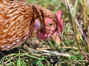 Why Do Chickens Eat Rocks? Grit, Gravel and Oyster Shell