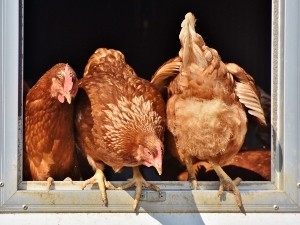 Why do chickens wag their tails?