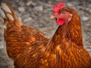 Why do chickens eat feathers?