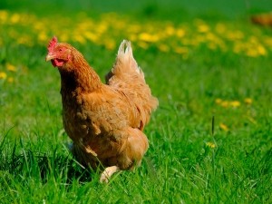 Why Do Chickens Cluck? (10 Reasons Why)