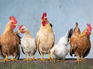 Do Chickens Yawn? (5 Reasons Why)