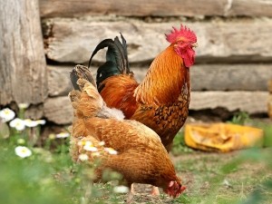 Why Do Chickens Dig Holes? Reasons Why Chickens Dig