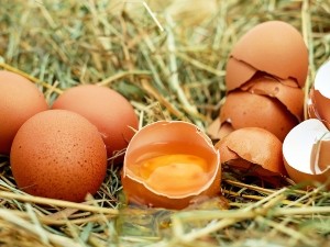 When do chickens start laying eggs after winter?
