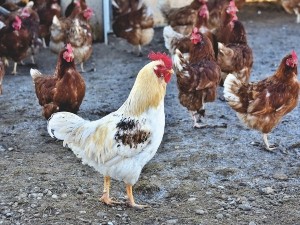 Why Do Chickens Have Wings? (5 Reasons Why)
