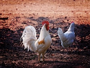 When Do Chickens Get Feathers? All You Need To Know