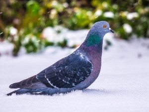 Where Do Pigeons Go In Winter? (Wild + Urban Pigeons)