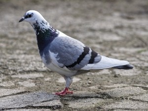 What Do Pigeons Like To Eat? (+Do They Like People Food?)