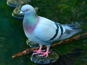 Why Do Pigeons Make Noise? Reasons Why They Coo And Grunt