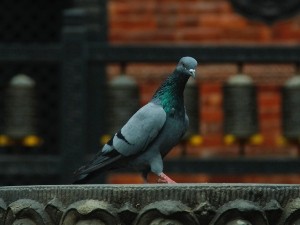Why do pigeons poop so much?