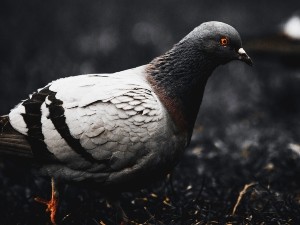 How do pigeons protect themselves?