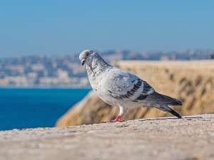 How do pigeons find food?