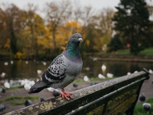 Why do pigeons attack humans?