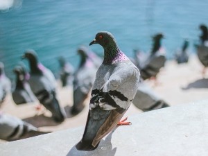 Do pigeons attack other birds?