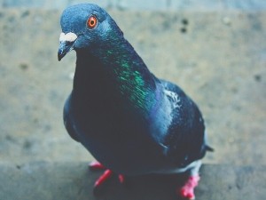 Why do pigeons have red feet?