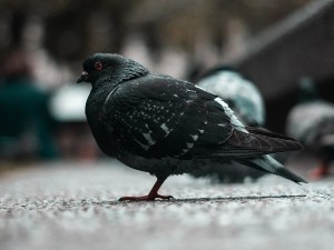 Why do pigeons puff up their chest?