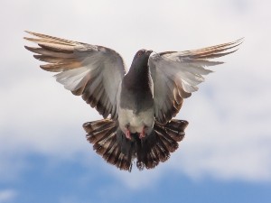 Why Do Pigeons Make Noise When They Fly? (+ Why They Coo)