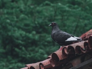 Why do pigeons eat leaves?