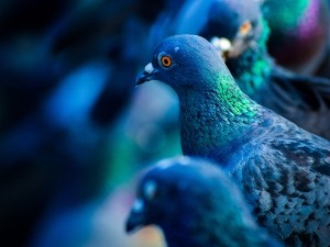 How do pigeons communicate?