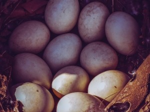 How long can pigeon eggs survive without incubation?