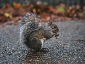 Why Do Squirrels Like Nuts? (The Clever Reasons)