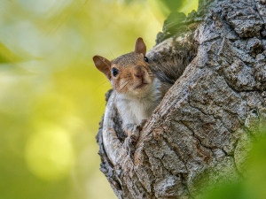 How Much Do Baby Squirrels Sleep? (What Is Normal)(Answered)