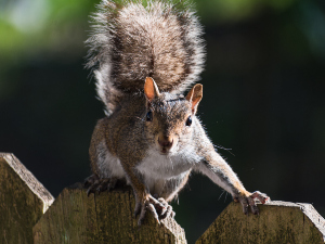 What Happens If A Squirrel Scratches You? (3 Reasons To Worry)