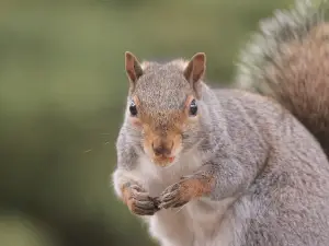 Common Causes Of Squirrel Death (6 Common Causes)