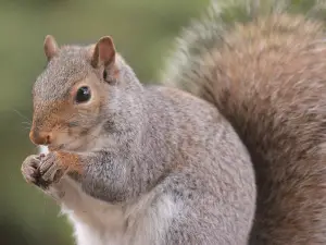 Do squirrels blink?