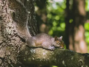 How Do Squirrels Die Naturally (4 Main Causes of Death)