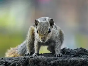Do squirrels eat their dead?