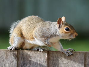 Pet Squirrel Getting Aggressive (3 Reasons Why + What To Do)