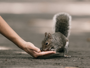 Overly friendly squirrels, are they safe?